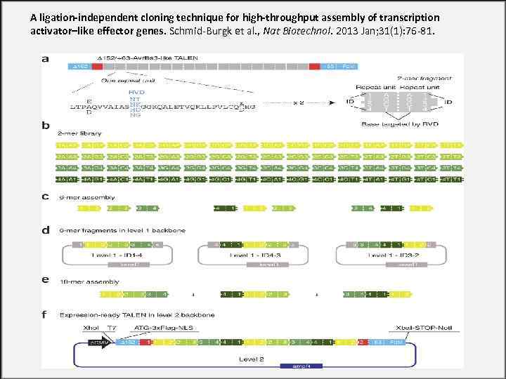 A ligation-independent cloning technique for high-throughput assembly of transcription activator–like effector genes. Schmid-Burgk et