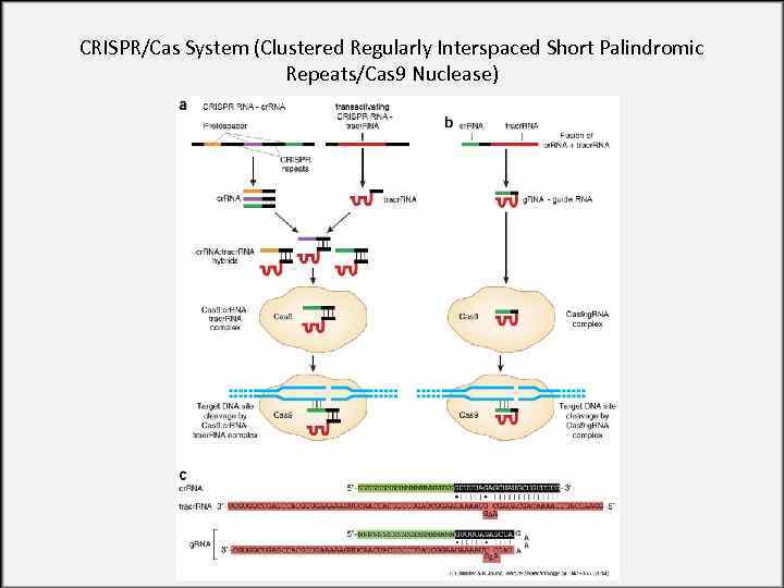 CRISPR/Cas System (Clustered Regularly Interspaced Short Palindromic Repeats/Cas 9 Nuclease) 