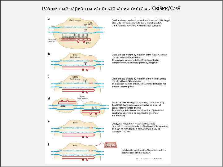 Различные варианты использования системы CRISPR/Cas 9 