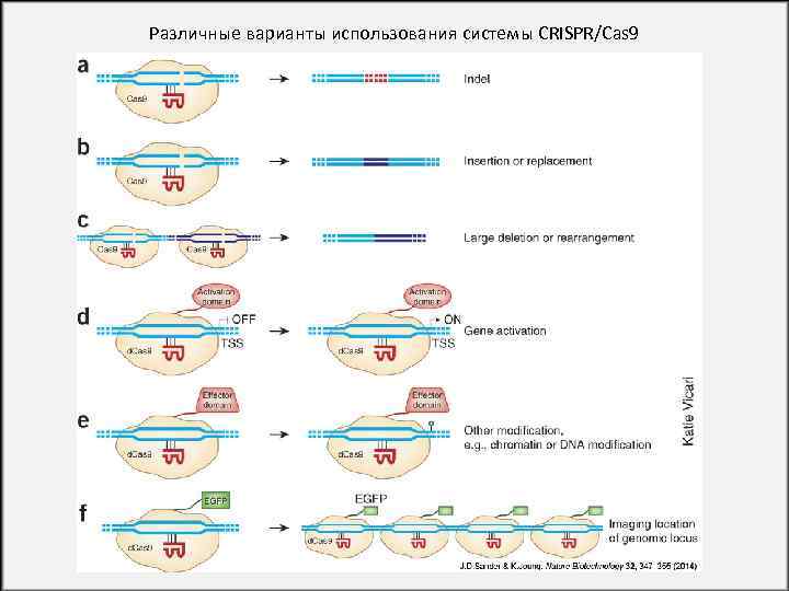 Различные варианты использования системы CRISPR/Cas 9 