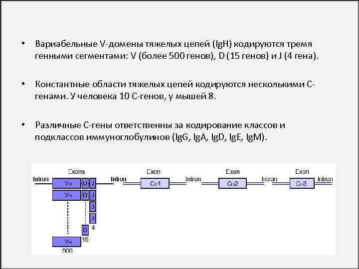  • Вариабельные V-домены тяжелых цепей (Ig. H) кодируются тремя генными сегментами: V (более
