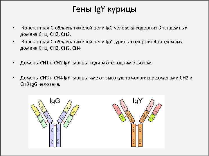 Гены Ig. Y курицы • • Константная С-область тяжелой цепи Ig. G человека содержит