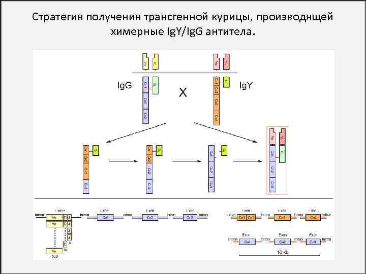 Стратегия получения трансгенной курицы, производящей химерные Ig. Y/Ig. G антитела. 