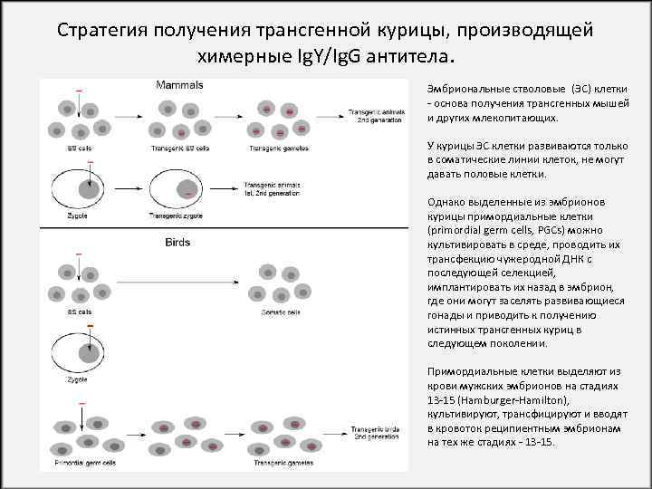 Наследование дифференцированного состояния клеток химерные и трансгенные организмы презентация