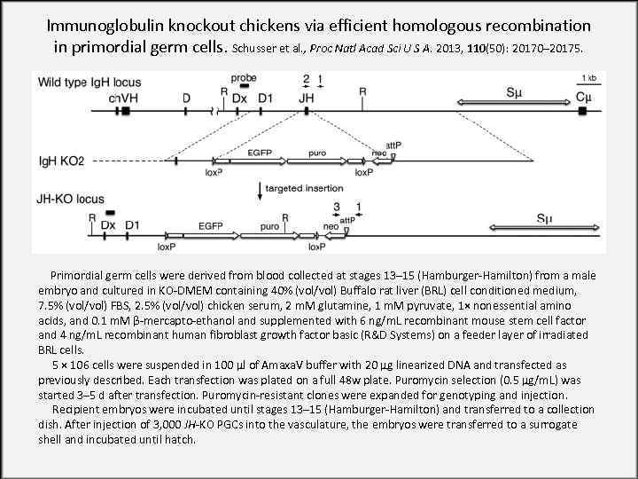Immunoglobulin knockout chickens via efficient homologous recombination in primordial germ cells. Schusser et al.