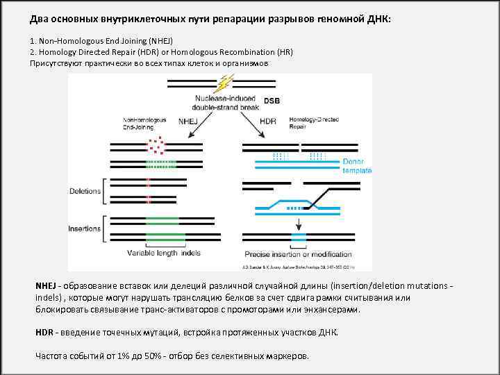 Два основных внутриклеточных пути репарации разрывов геномной ДНК: 1. Non-Homologous End Joining (NHEJ) 2.