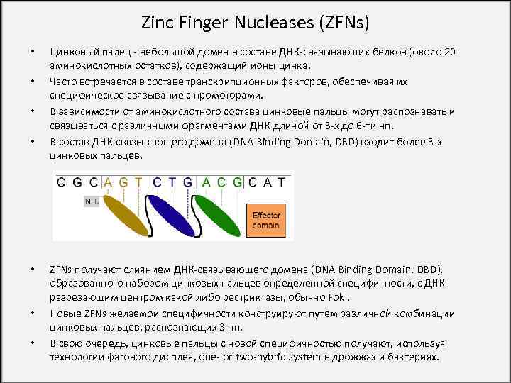 Zinc Finger Nucleases (ZFNs) • • Цинковый палец - небольшой домен в составе ДНК-связывающих