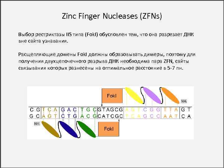 Zinc Finger Nucleases (ZFNs) Выбор рестриктазы IIS типа (Fok. I) обусловлен тем, что она