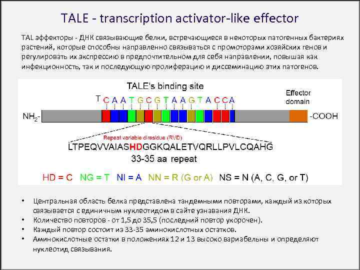 TALE - transcription activator-like effector TAL эффекторы - ДНК связывающие белки, встречающиеся в некоторых
