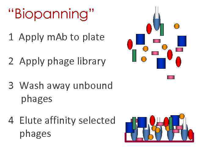 “Biopanning” 1 Apply m. Ab to plate 2 Apply phage library 3 Wash away