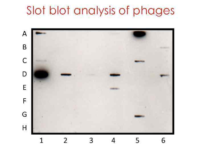 Slot blot analysis of phages 