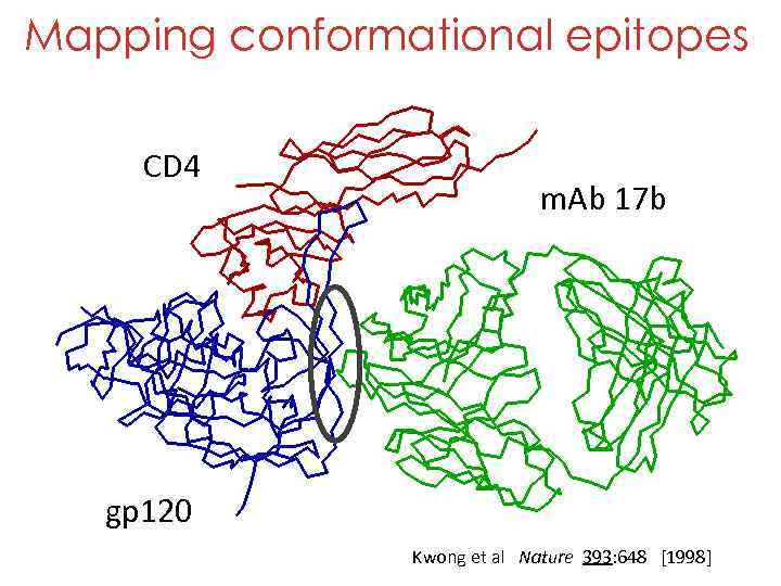 Mapping conformational epitopes CD 4 m. Ab 17 b gp 120 Kwong et al
