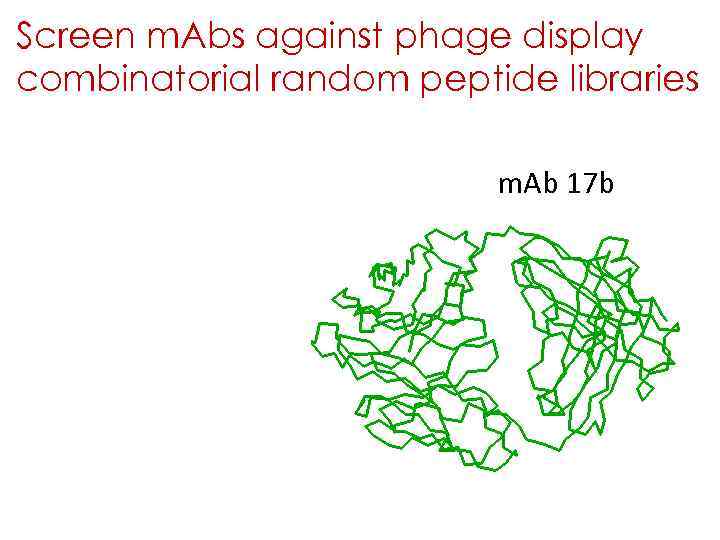 Screen m. Abs against phage display combinatorial random peptide libraries m. Ab 17 b