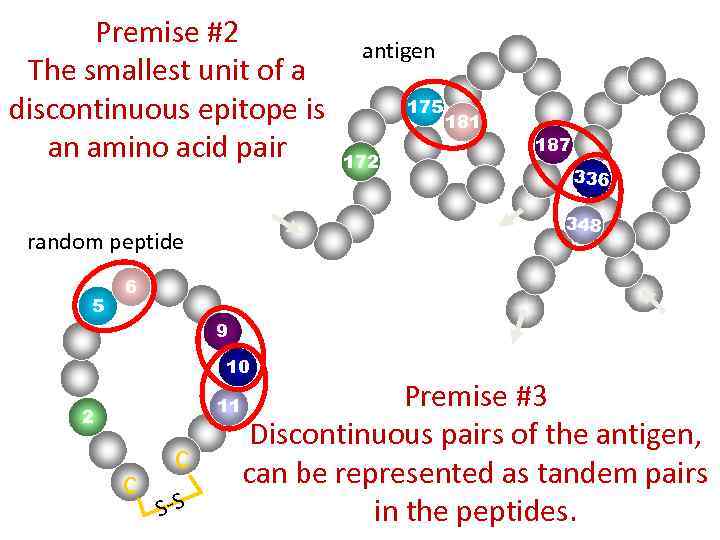 Premise #2 The smallest unit of a discontinuous epitope is an amino acid pair