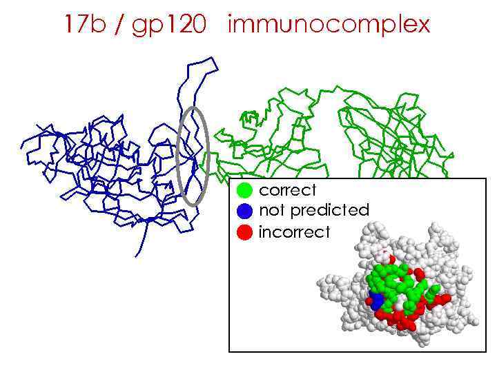 17 b / gp 120 immunocomplex correct not predicted incorrect 