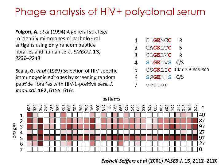polyclonal serum Phage analysis of HIV+ polyclonal serum Folgori, A. et al (1994) A