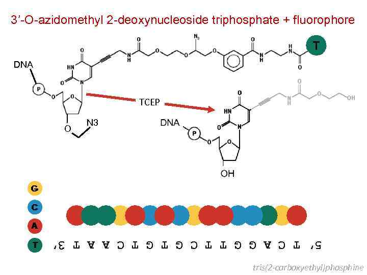3’-O-azidomethyl 2 -deoxynucleoside triphosphate + fluorophore T DNA TCEP O N 3 5’A T