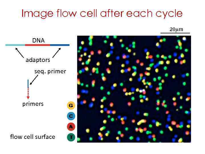 Image flow cell after each cycle 20 mm DNA adaptors seq. primers flow cell