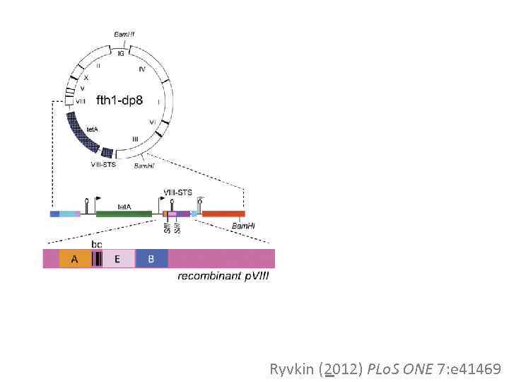 A B 44 aa Ryvkin (2012) PLo. S ONE 7: e 41469 