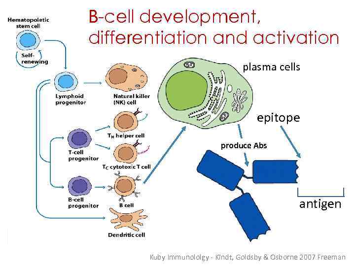 B-cell development, differentiation and activation plasma cells epitope produce Abs antigen Kuby Immunololgy -