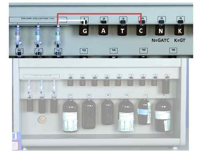 G A T C N K N=GATC K=GT 