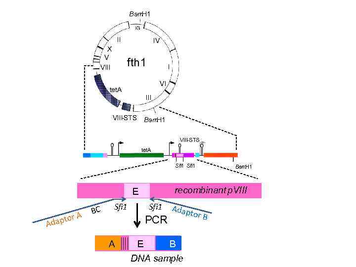 Bam H 1 II X V VIII IV fth 18233 bp tet. A I