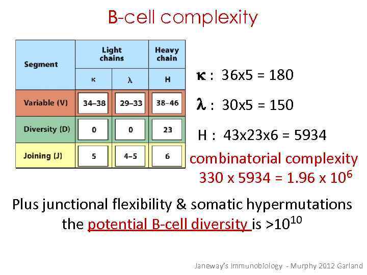 B-cell complexity k : 36 x 5 = 180 l : 30 x 5