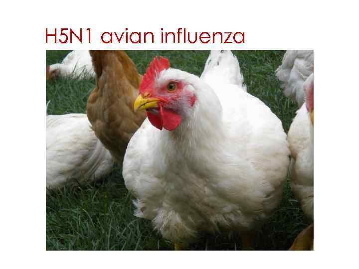 H 5 N 1 avian influenza 