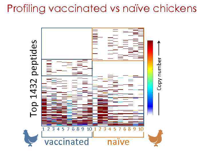 Top 1432 peptides Profiling vaccinated vs naïve chickens 1 2 3 4 5 7