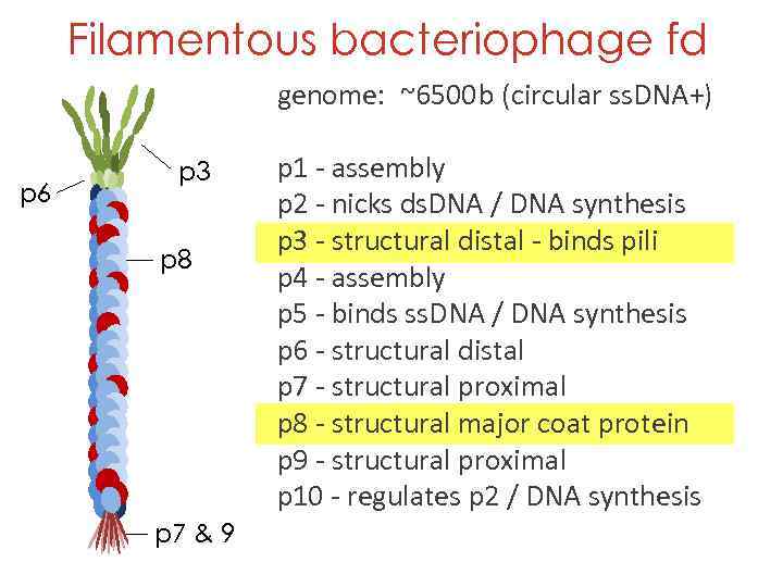 Filamentous bacteriophage fd genome: ~6500 b (circular ss. DNA+) p 6 p 3 p