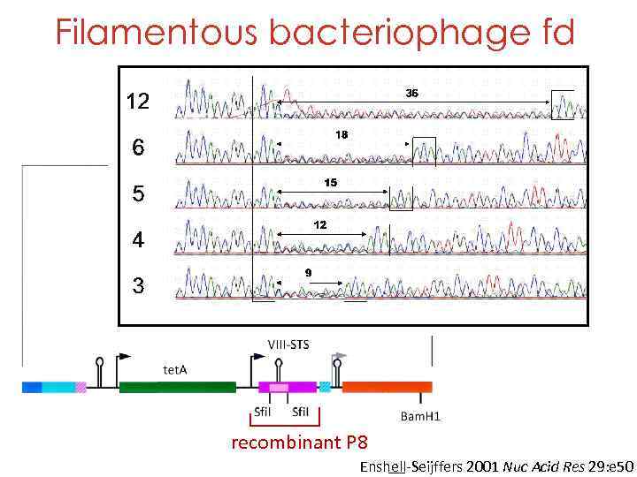 Filamentous bacteriophage fd NNK: N=GATC K=GT (UAA, UGA) Sup. E: UAG=Q recombinant P 8
