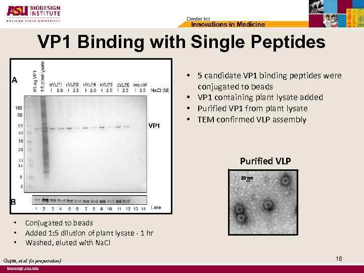 VP 1 Binding with Single Peptides VP 1 • 5 candidate VP 1 binding