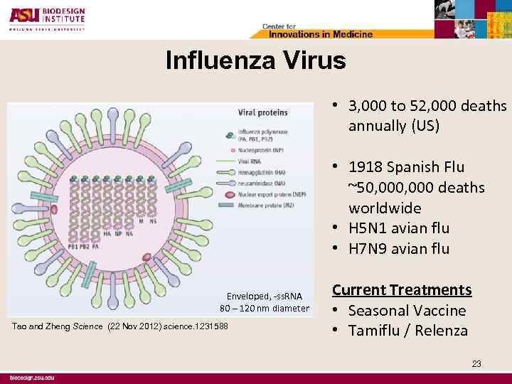 Influenza Virus • 3, 000 to 52, 000 deaths annually (US) • 1918 Spanish