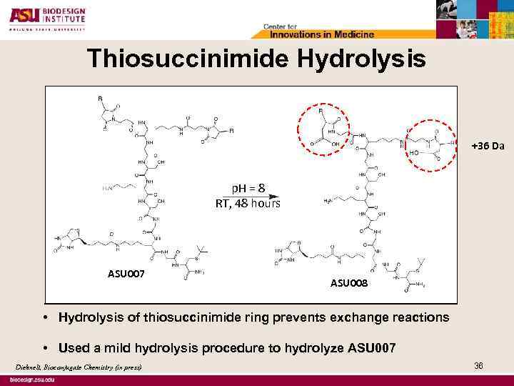 Thiosuccinimide Hydrolysis +36 Da p. H = 8 RT, 48 hours ASU 007 ASU