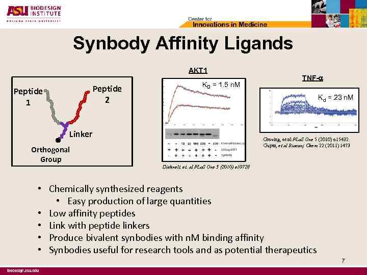 Synbody Affinity Ligands AKT 1 Peptide 2 Peptide 1 KD = 1. 5 n.