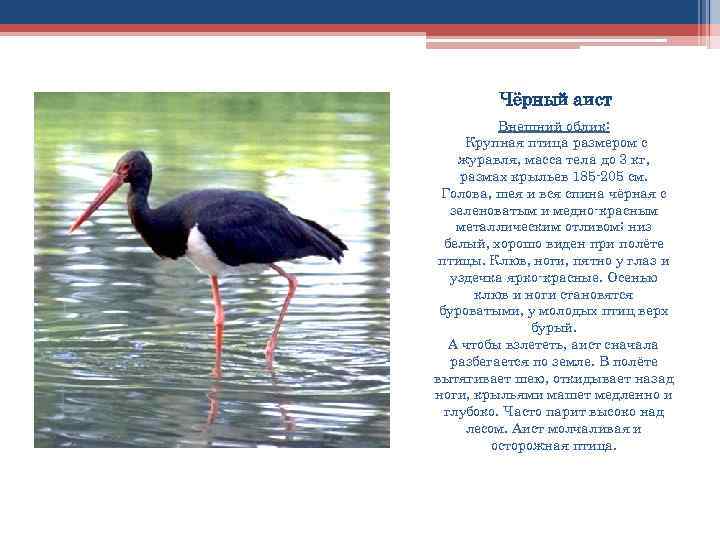 Животные красной книги орловской области фото и описание
