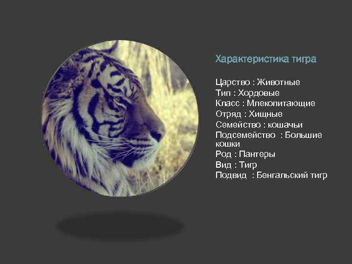 Тайгер характеристика. Тигр характеристика. Характер тигра животного. Царство Тип класс отряд вид тигра. Тигр царство Тип.