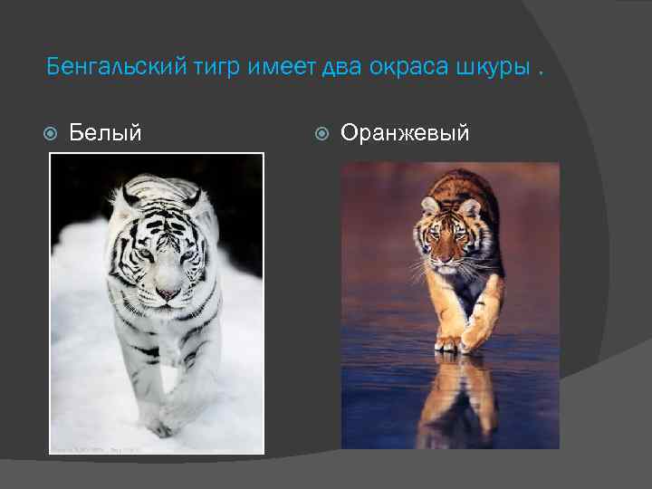 Бенгальский тигр имеет два окраса шкуры. Белый Оранжевый 