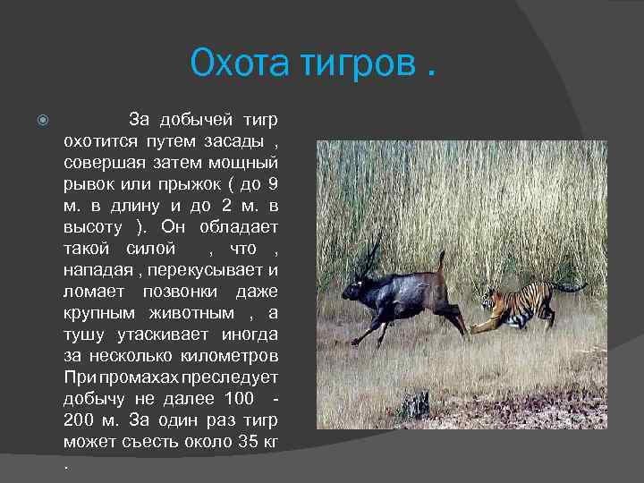 Охота тигров. За добычей тигр охотится путем засады , совершая затем мощный рывок или