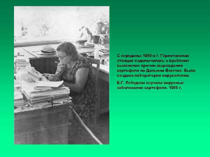 С середины 1950 -х г. Горнотаежная станция подключилась к проблеме выяснения причин вырождения картофеля