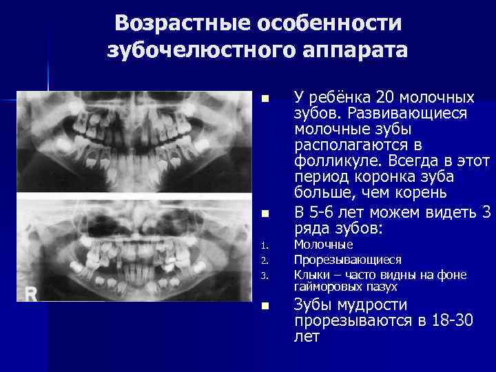 Возрастные особенности зубочелюстного аппарата n n 1. 2. 3. n У ребёнка 20 молочных