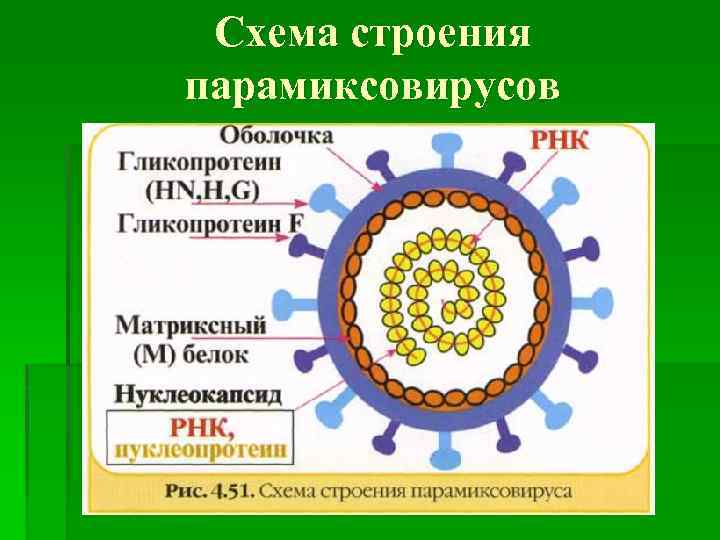 Схема строения парамиксовируса