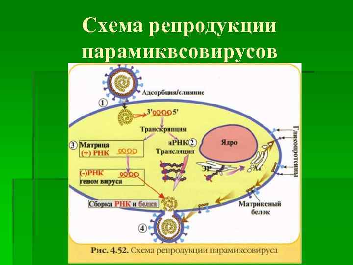 Схема репродукции парамиквсовирусов 