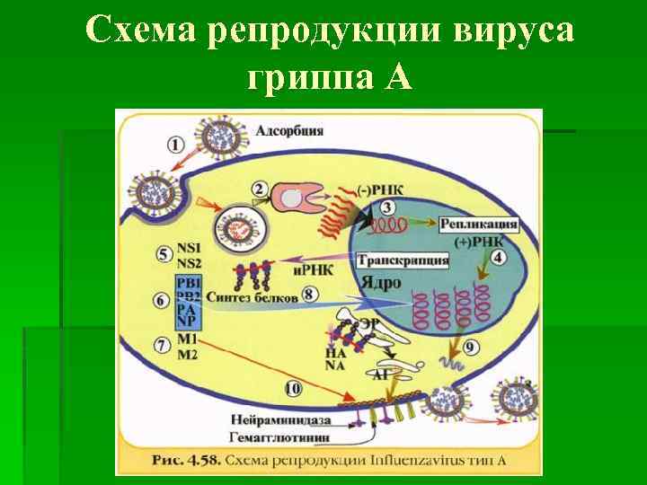 Схема репродукции вируса гриппа