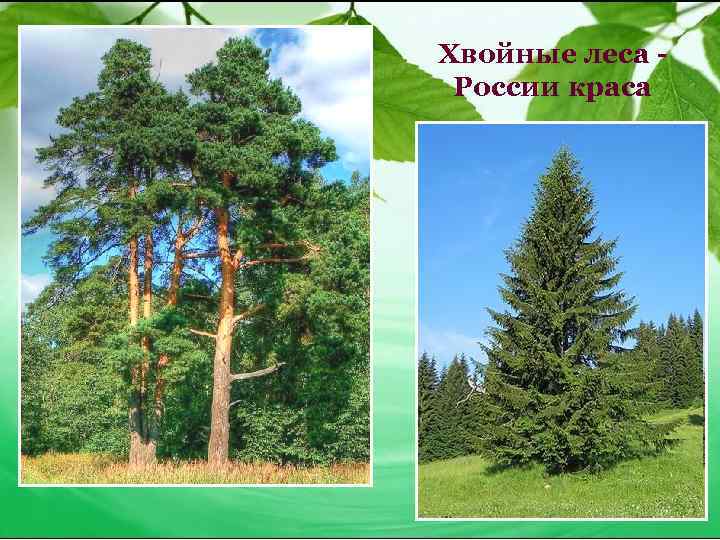 Хвойные леса России краса 