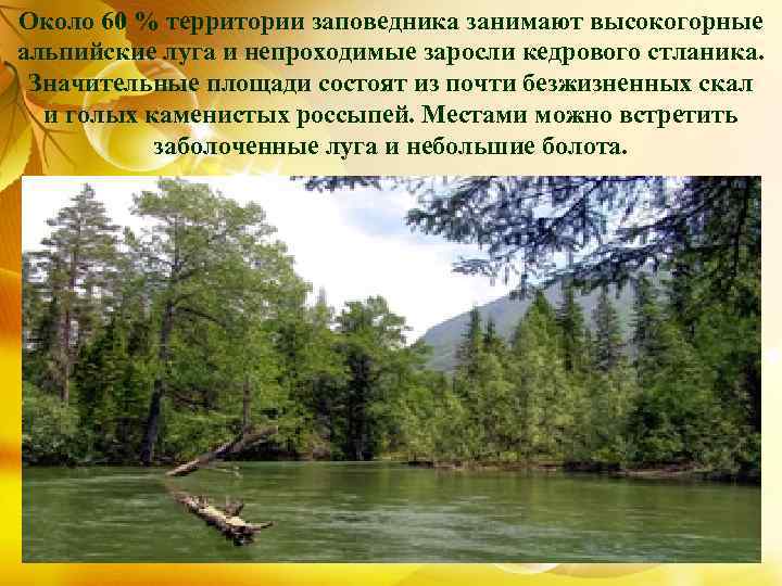 Около 60 % территории заповедника занимают высокогорные альпийские луга и непроходимые заросли кедрового стланика.