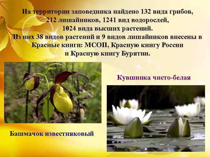 На территории заповедника найдено 132 вида грибов, 212 лишайников, 1241 вид водорослей, 1024 вида