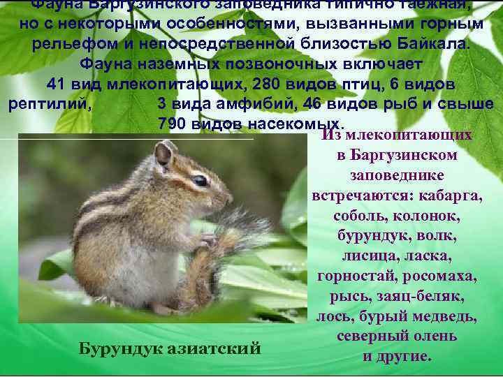 Фауна Баргузинского заповедника типично таежная, но с некоторыми особенностями, вызванными горным рельефом и непосредственной