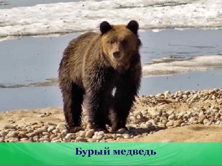 Бурый медведь 
