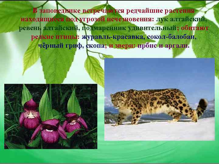 В заповеднике встречаются редчайшие растения находящиеся под угрозой исчезновения: лук алтайский, ревень алтайский, подмаренник